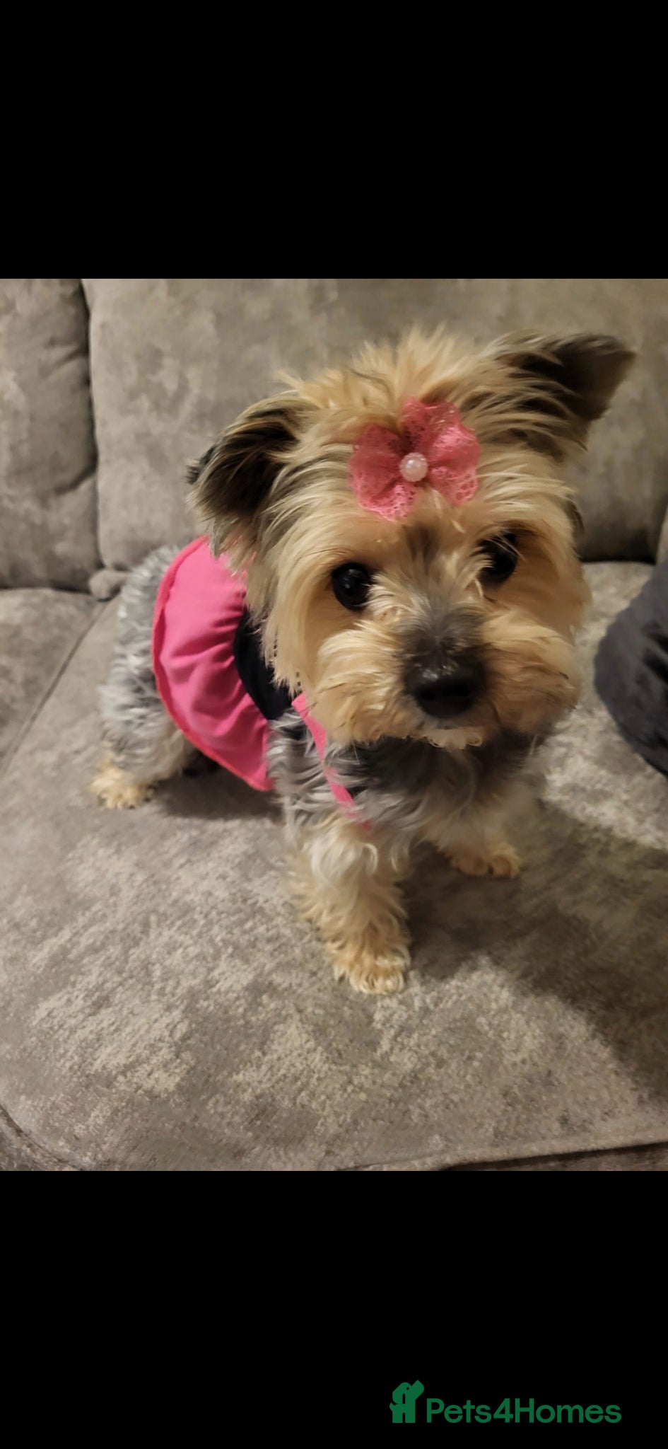 Yorkshire Terrier dogs for sale: for sale  - Advert 1