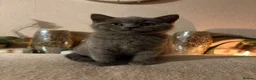 British Shorthair cats for sale: British short hair boy - Advert 6