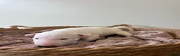English Bull Terrier dogs for sale: Beautiful miniature English bull terrier puppies - Advert 15