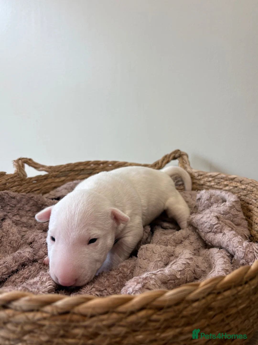 English Bull Terrier dogs for sale: Beautiful miniature English bull terrier puppies - Advert 15