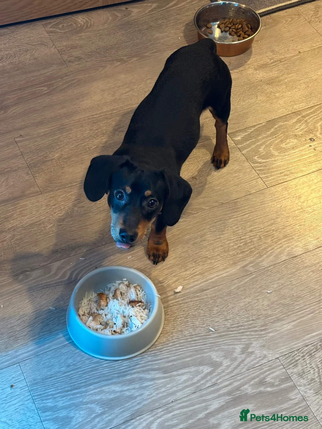 Jackshund dogs for sale: 11 month old dachshund  - Advert 4