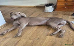 Weimaraner dogs for sale: Forever home wanted - Image 5