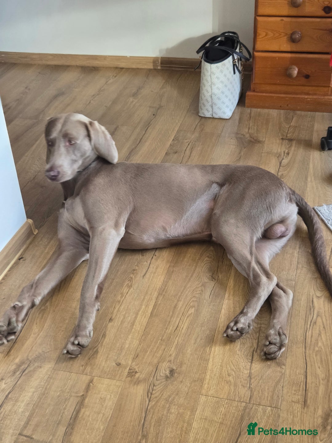 Weimaraner dogs for sale: Forever home wanted - Image 5