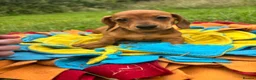 Miniature Dachshund dogs for sale: BEAUTIFUL PRA CLEAR & KC REG MINI DACHSHUNDS - Advert 20