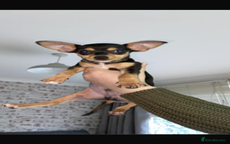 Jack Russell dogs for stud: Chihuahua cross jack russel  - Image 4