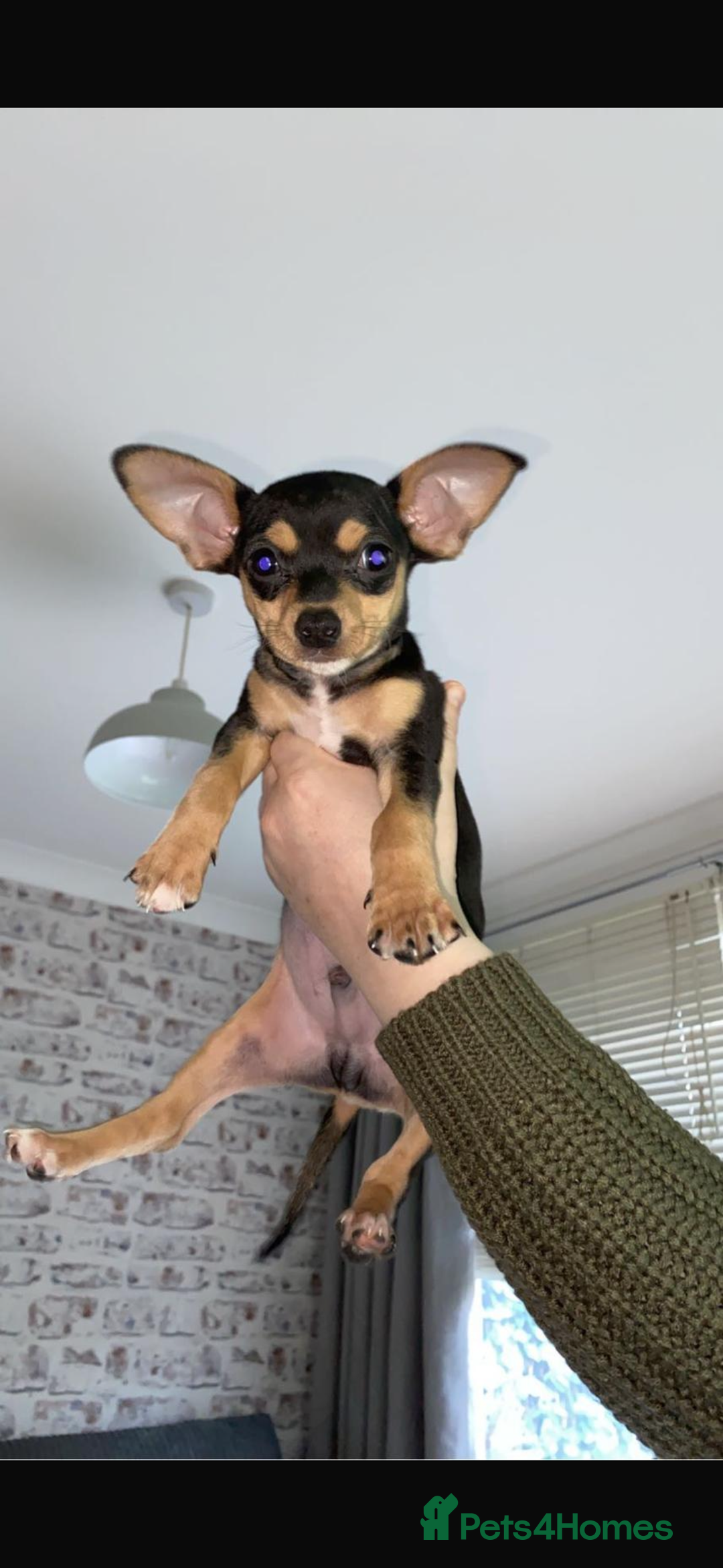 Jack Russell dogs for stud: Chihuahua cross jack russel  - Image 4