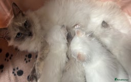 Ragdoll cats for sale: Ragdoll Kittens  - Image 9
