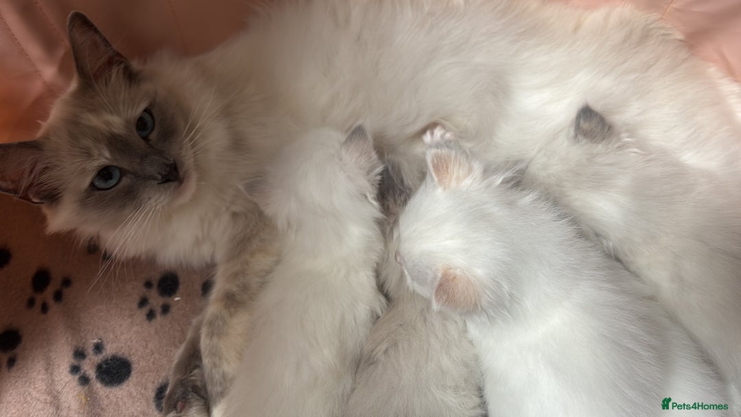 Ragdoll cats for sale: Ragdoll Kittens  - Image 9