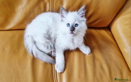 Ragdoll cats for sale: 🐾Last  Girl - Genetically clear 🐾 - Image 3