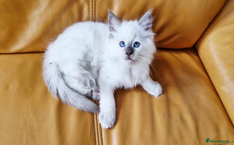 Ragdoll cats - Advert 16