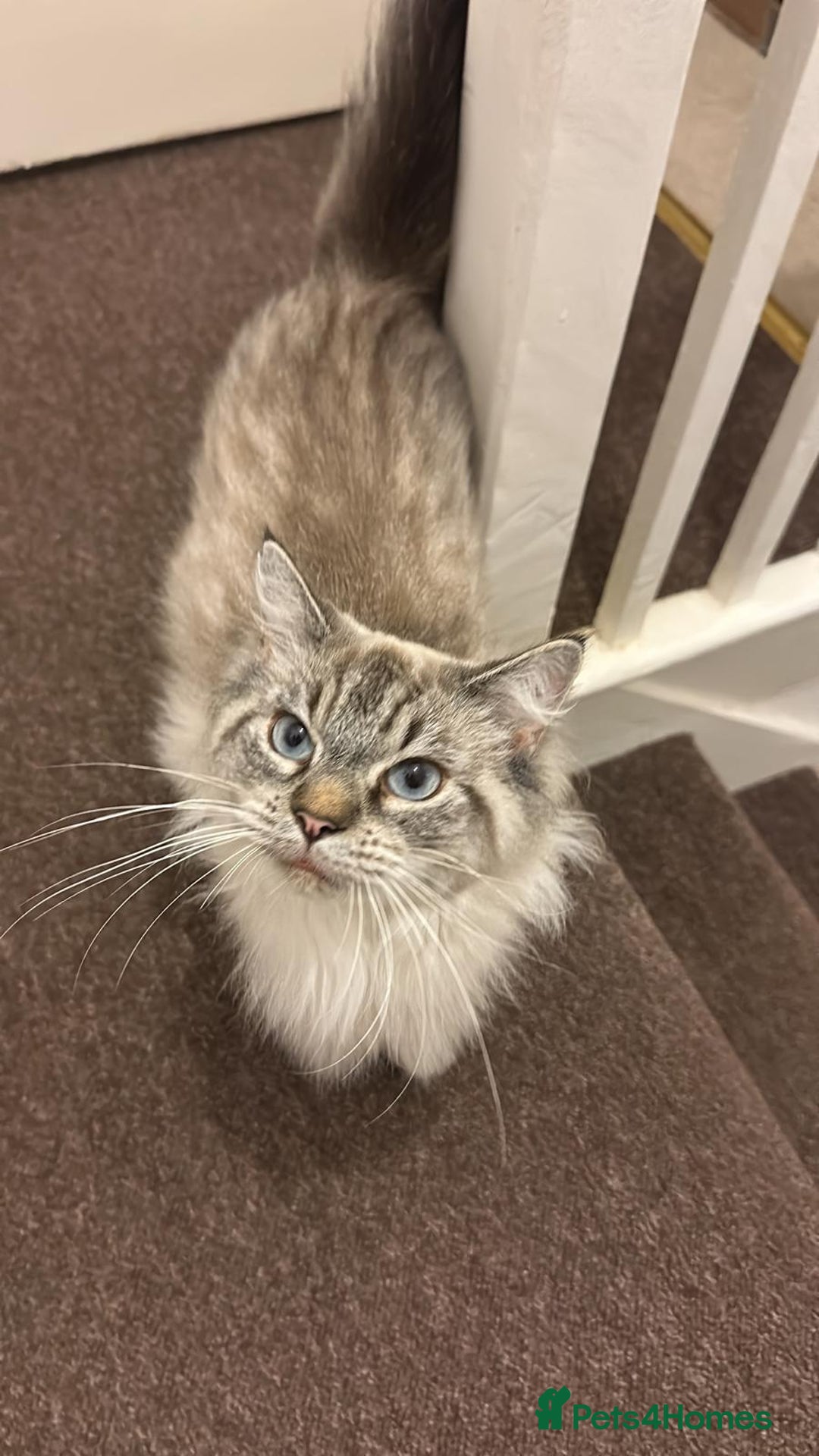 Ragdoll cats for sale: Beautiful Ragdol Kittens  - Advert 1