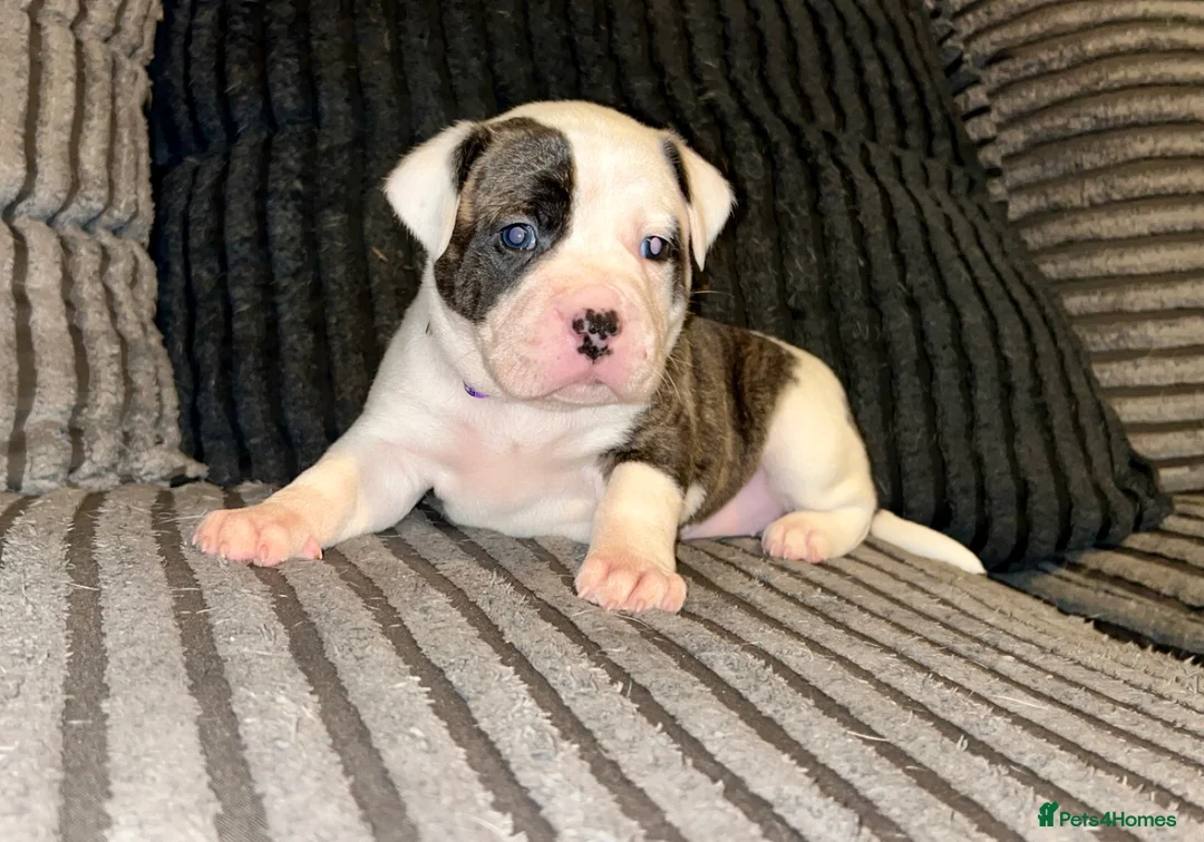 American Bulldog dogs for sale: American bull baby’s in Knottingley - Advert 14