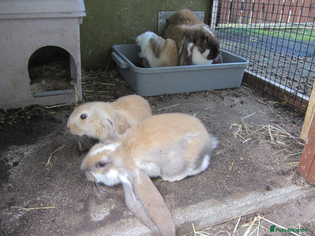 English Lop rabbits for sale: ENGLISH LOP (PURE BRED) - Advert 2