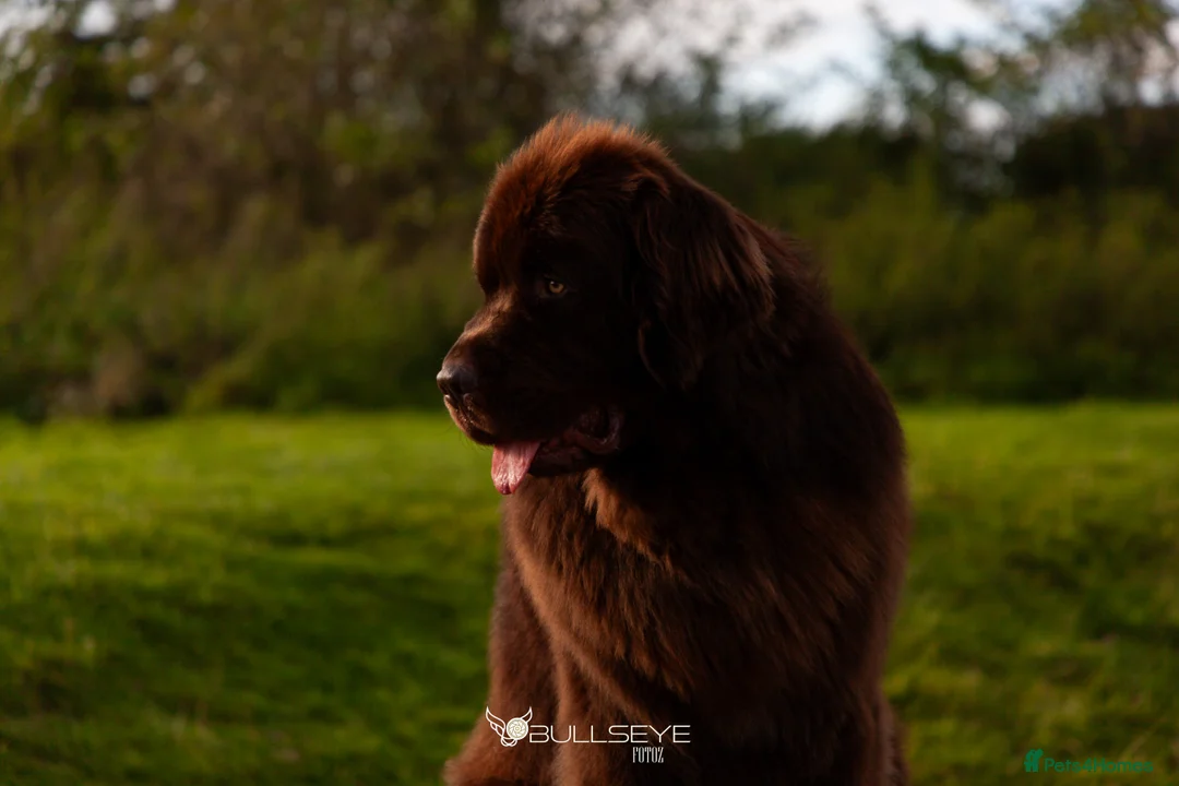 Newfoundland dogs for stud: KC Brown Newfoundland Stud - Advert 10