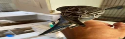 Budgerigars birds for sale: Tame baby budgies straight from nest in Leicester - Advert 9