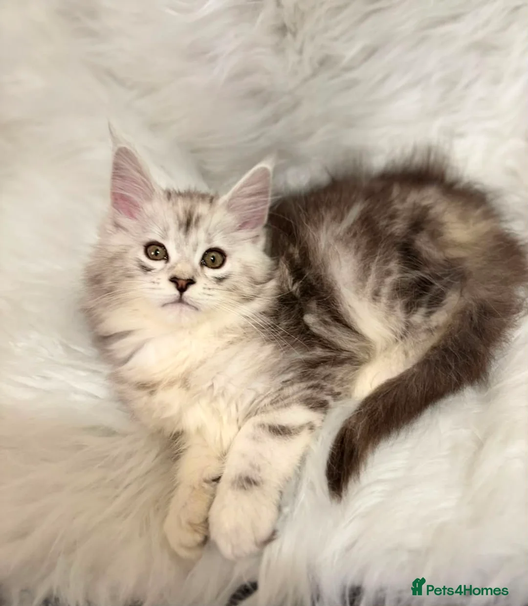 Maine Coon cats for sale: Maine coon kittens silver tabby ready now - Advert 2