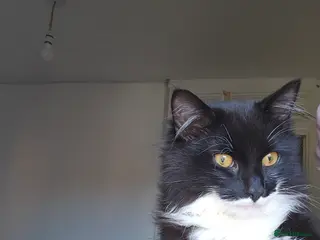 British Longhair cats 6 month old domestic long hair tuxedo kitten in Liverpool - Advert 1