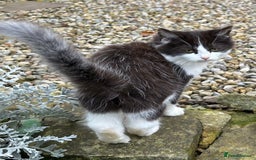 Turkish Van cats for sale: Beautiful kittens ready for loving new homes - Image 21