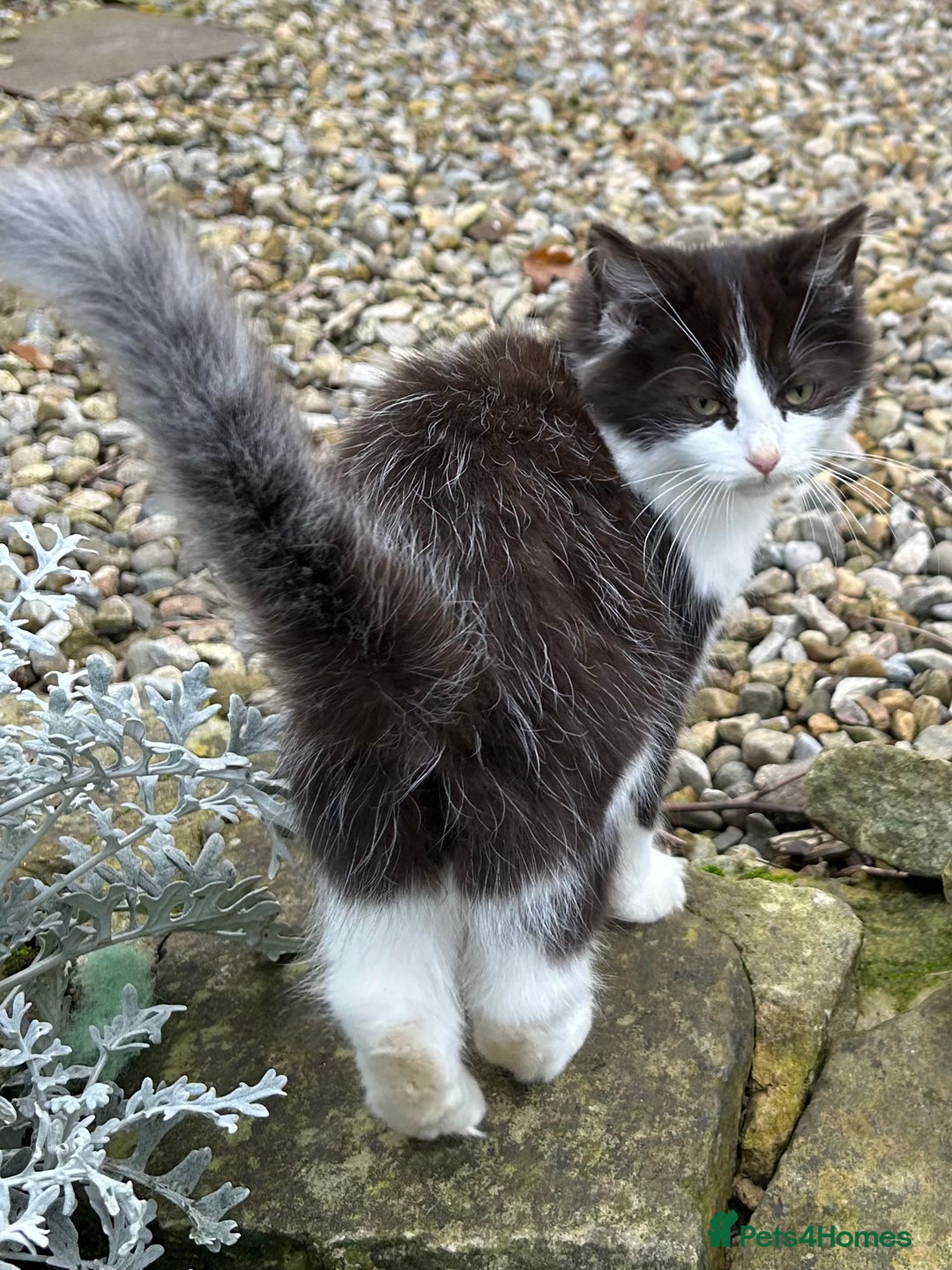 Turkish Van cats for sale: Beautiful kittens ready for loving new homes - Image 21