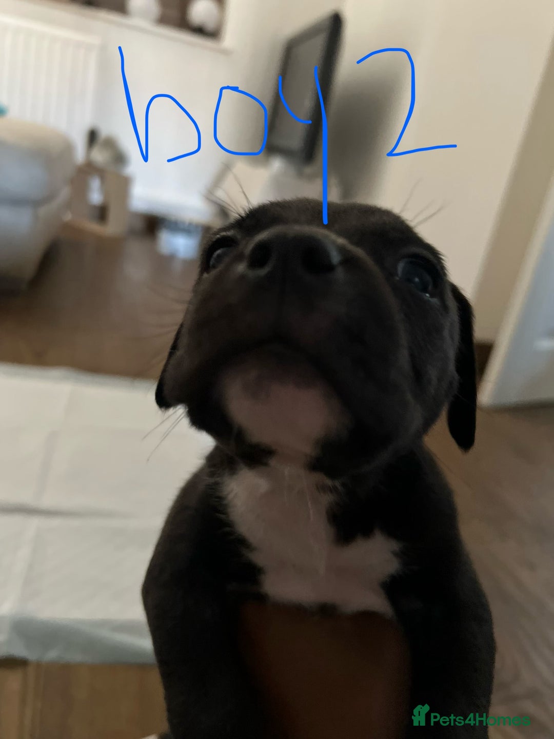 Mixed Breed dogs for sale: Cane corso x staff puppies  - Image 6