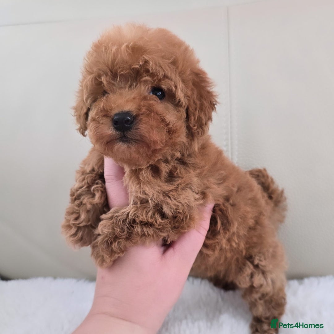 Maltipoo dogs for sale: Toy maltipoo puppies - Image 12