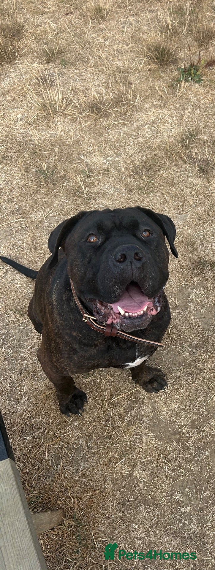 Mixed Breed dogs Benson, 5yo Cane Corso Seeking Loving Home ❤️ - Advert 1