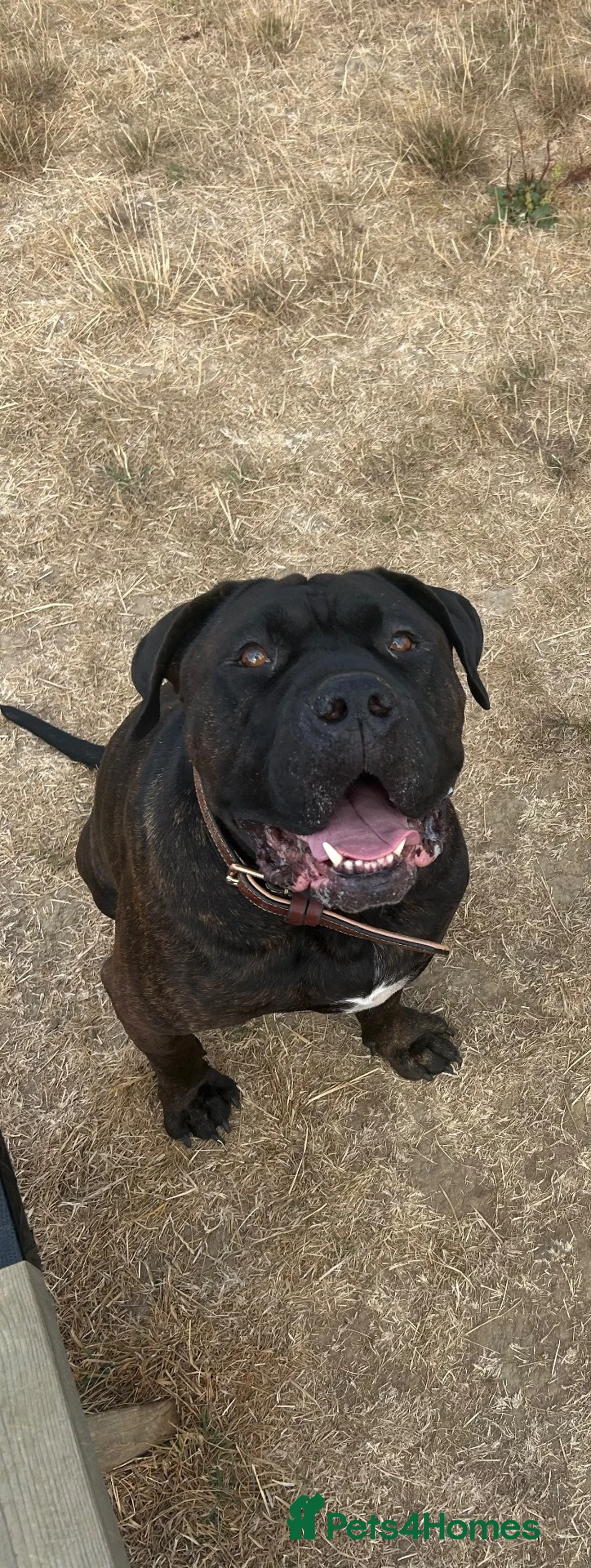 Mixed Breed dogs for sale: Benson, 5yo Cane Corso Seeking Loving Home ❤️ in Dunmow - Advert 1