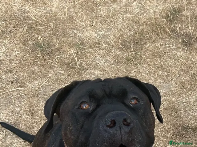 Mixed Breed dogs for sale: Benson, 5yo Cane Corso Seeking Loving Home ❤️ - Advert 1
