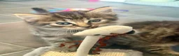 British Longhair cats for sale: Long hair kittens - Advert 18