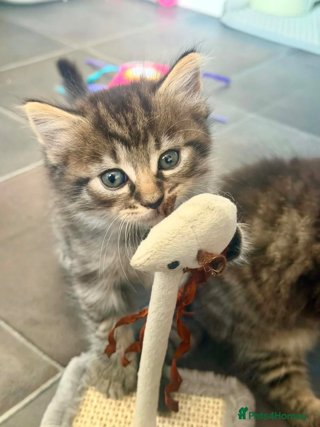 British Longhair cats for sale: Long hair kittens - Advert 18