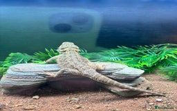 Bearded Dragon reptiles for sale: Gorgeous bearded dragon and viv for sale  - Image 4