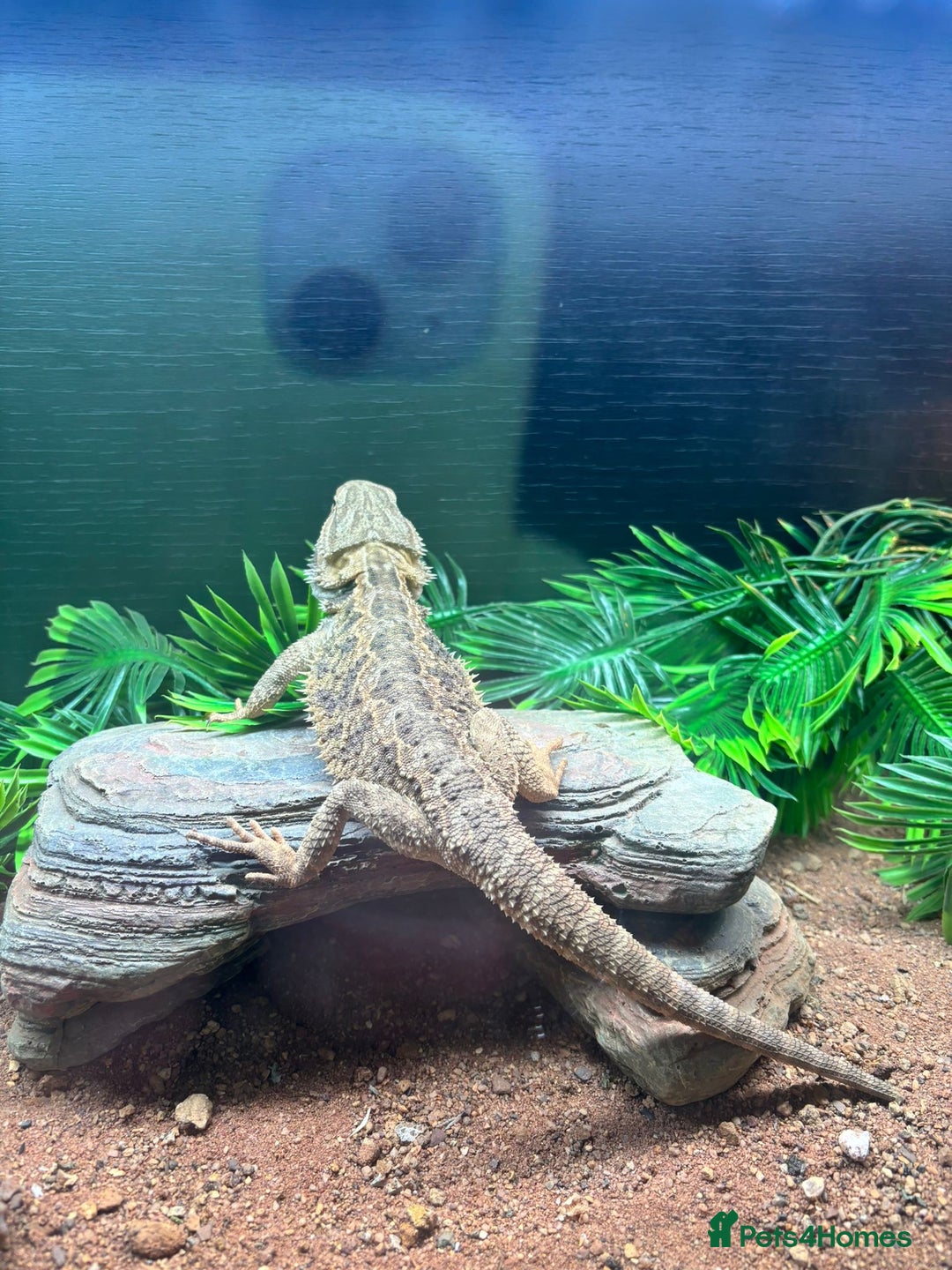 Bearded Dragon reptiles for sale: Gorgeous bearded dragon and viv for sale  - Image 4