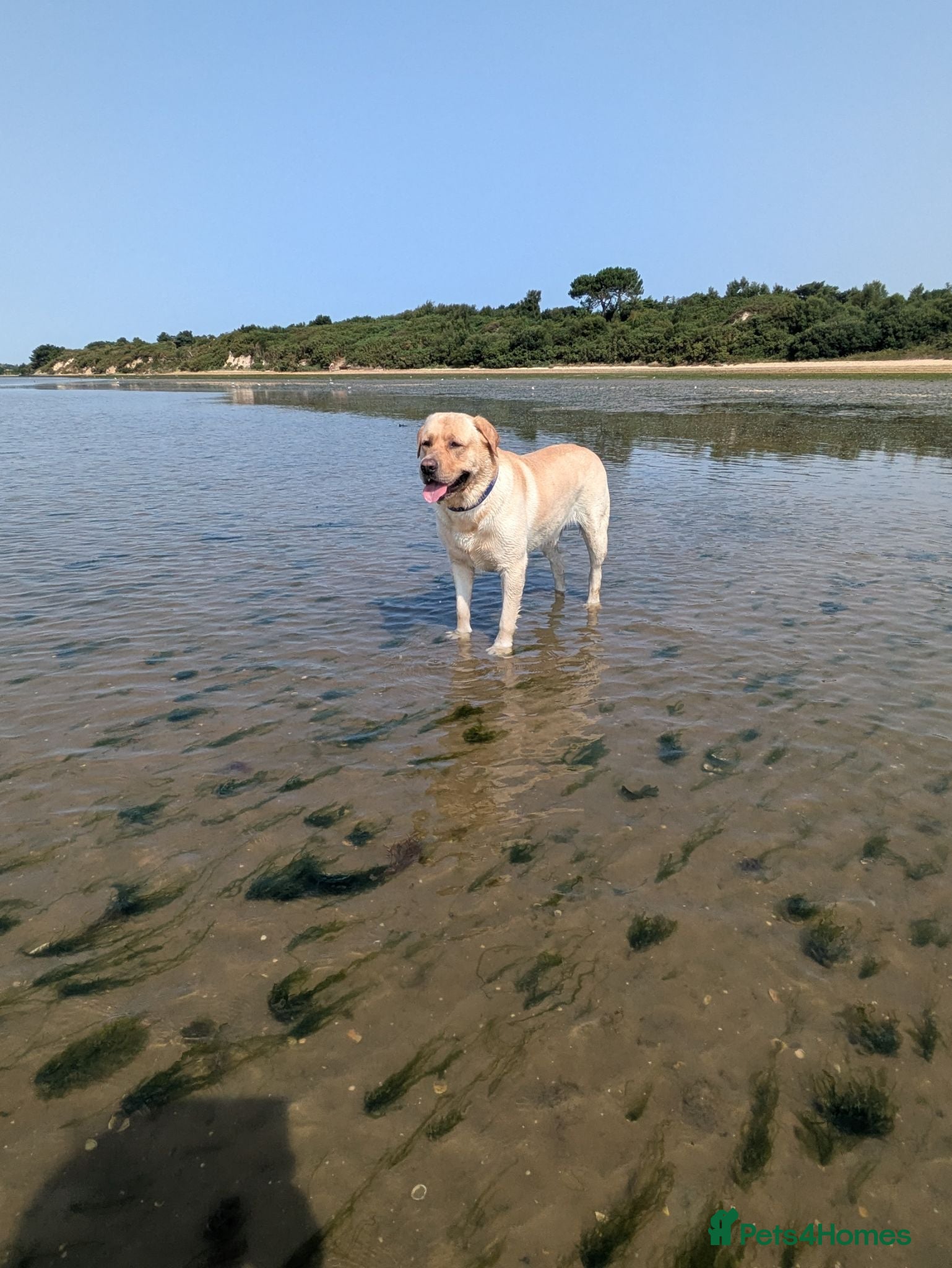 Labrador Retriever dogs Barney Rex - Advert 2
