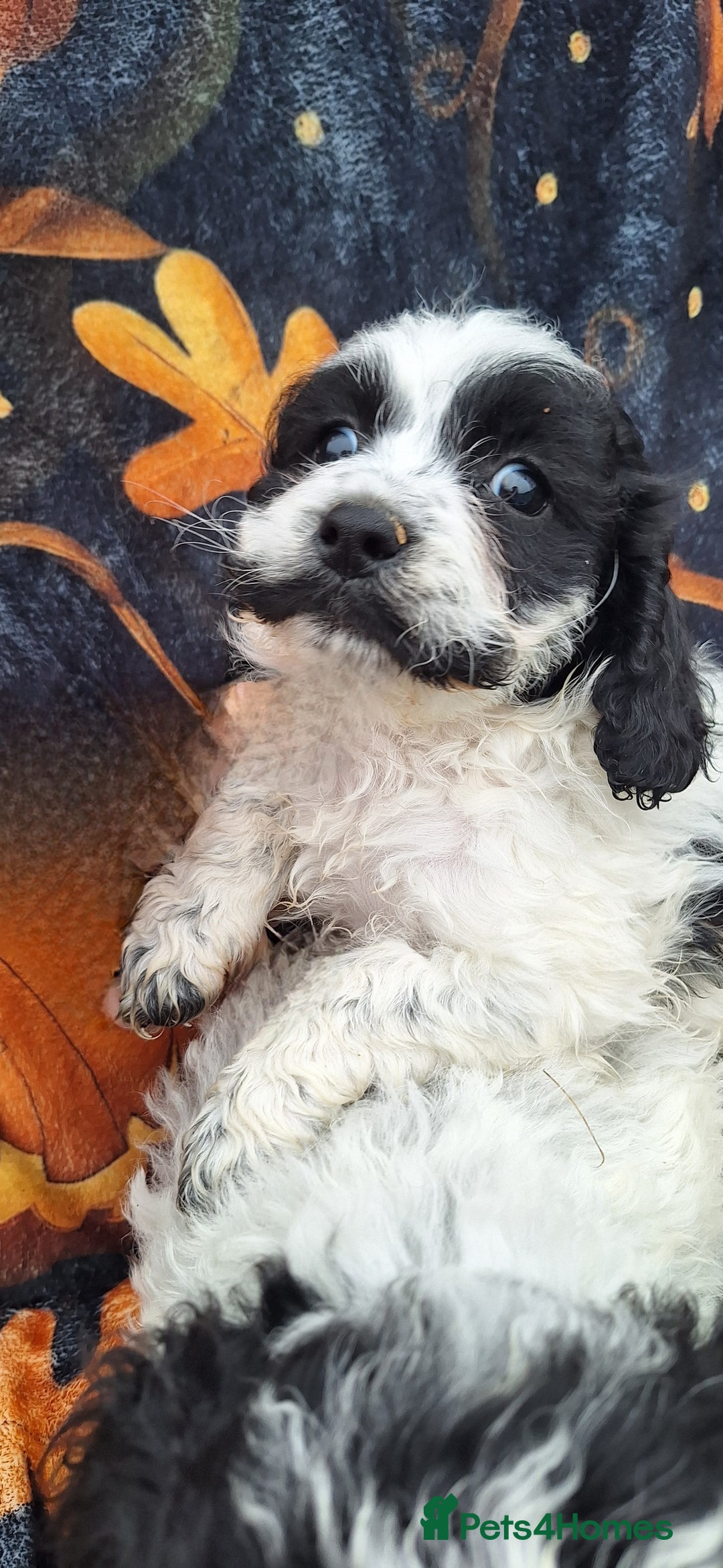 Poochon dogs for sale: 2 beautiful poochon girls - Image 2