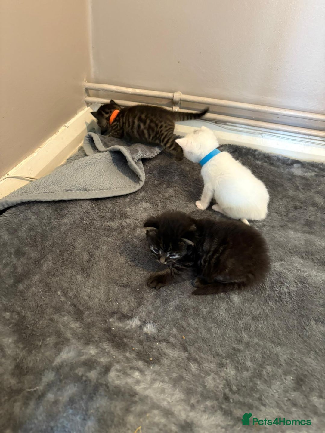 Mixed Breed cats for sale: Mixed breed kittens  - Image 5