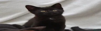Kitten 3