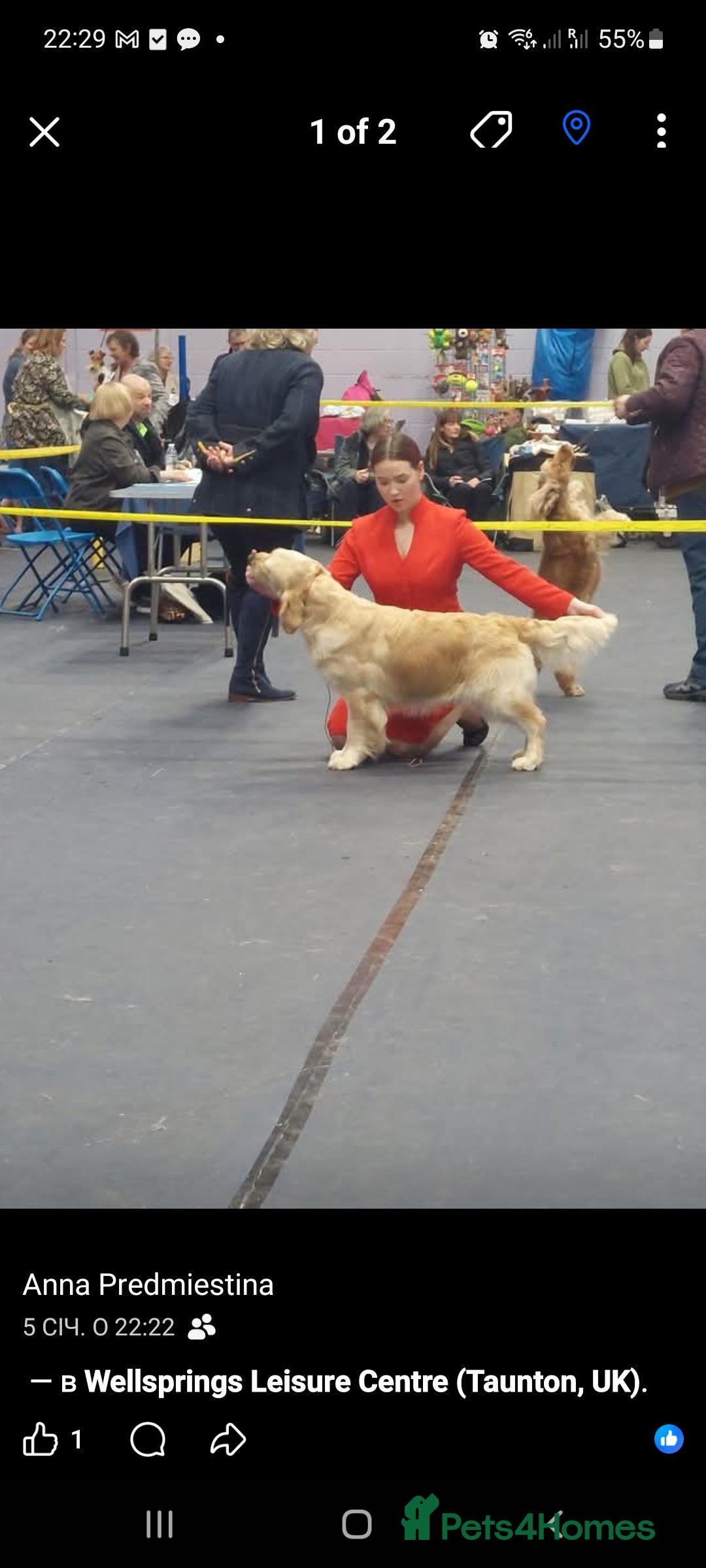 Golden Retriever dogs KC registered golden retriever puppies  - Advert 1