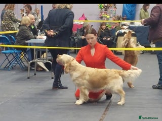 Golden Retriever dogs KC registered golden retriever puppies - Advert 1