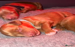 Australian Labradoodle dogs for sale: ✨ Superior Australian Labradoodles - Image 7