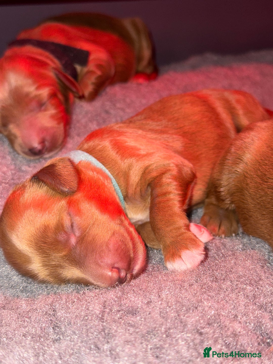 Australian Labradoodle dogs for sale: ✨ Superior Australian Labradoodles - Image 7