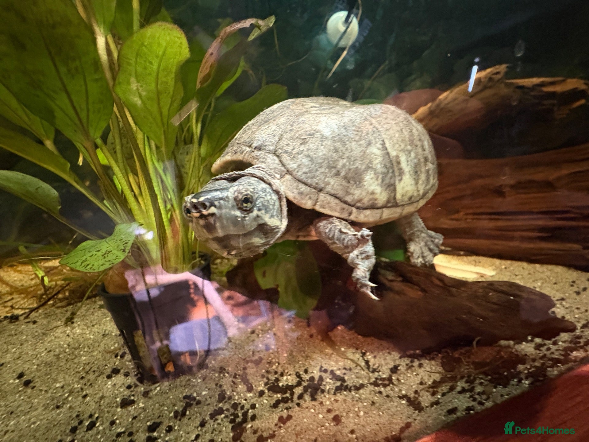Turtle reptiles Male musk turtle  - Advert 1