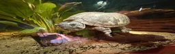 Turtle reptiles for sale: Male musk turtle  in Port Glasgow - Advert 1
