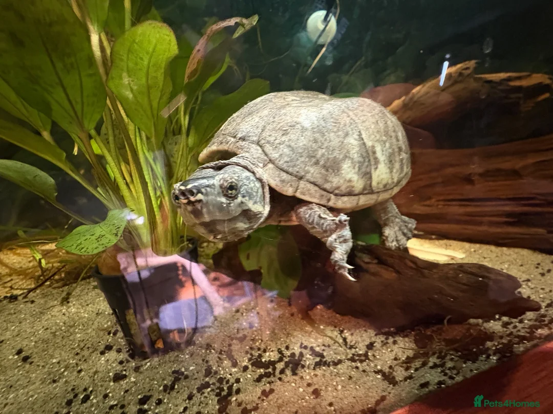 Turtle reptiles for sale: Male musk turtle  in Port Glasgow - Advert 1