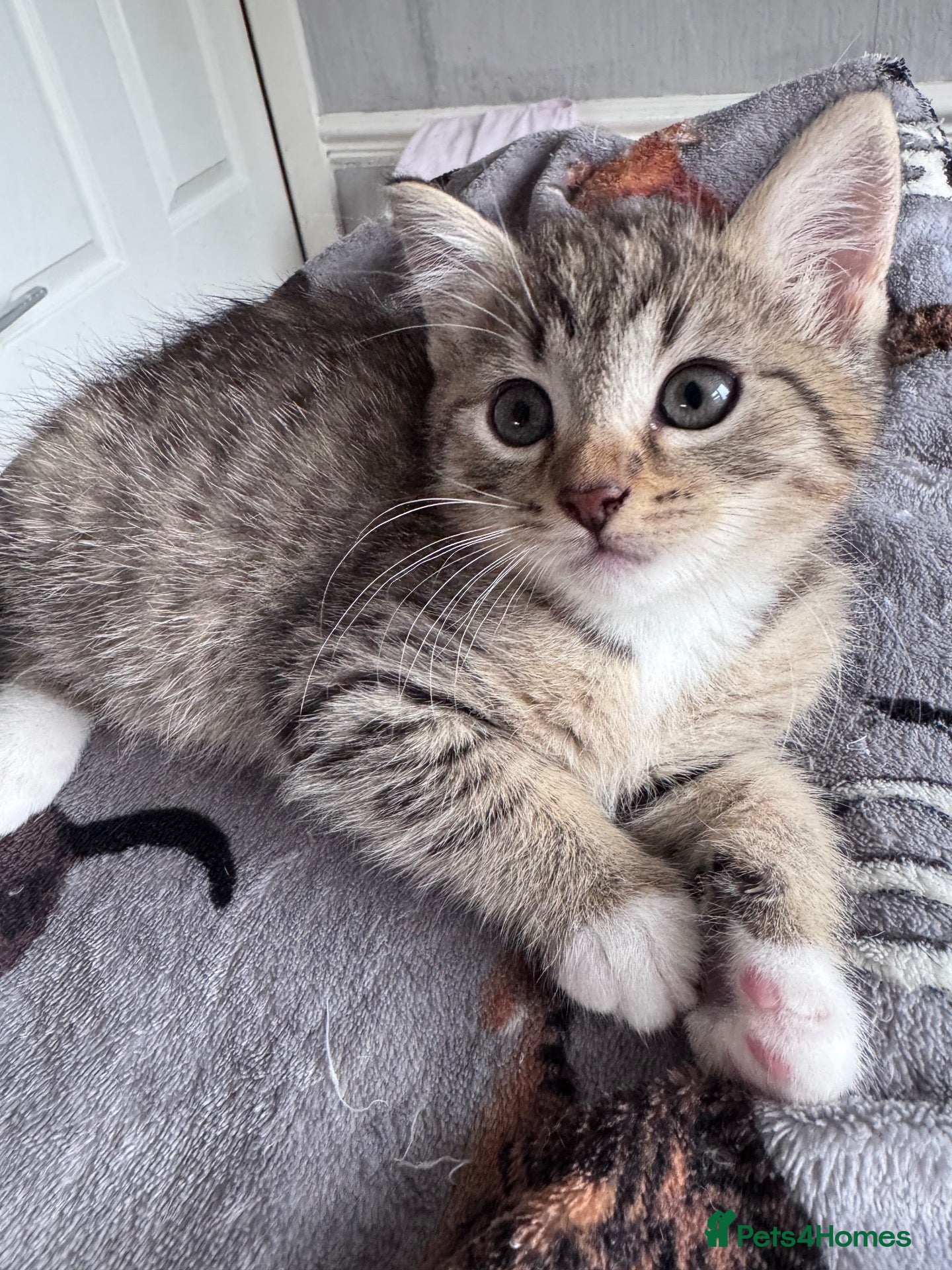 Mixed Breed cats Beautiful Kittens 😻 - Advert 2