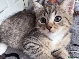 Mixed Breed cats Beautiful Kittens 😻 - Advert 2