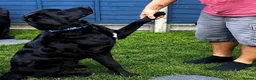 Mixed Breed dogs for adoption: Lonzo (Retriever mix) - Advert 5
