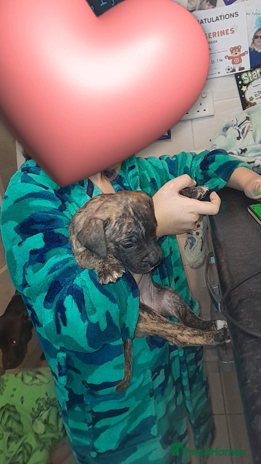 Mixed Breed dogs for sale: Puppies for sale  - Advert 5