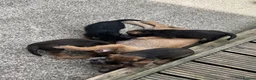 Border Terrier dogs for sale: Border terrior puppies  in Blackwood - Advert 3