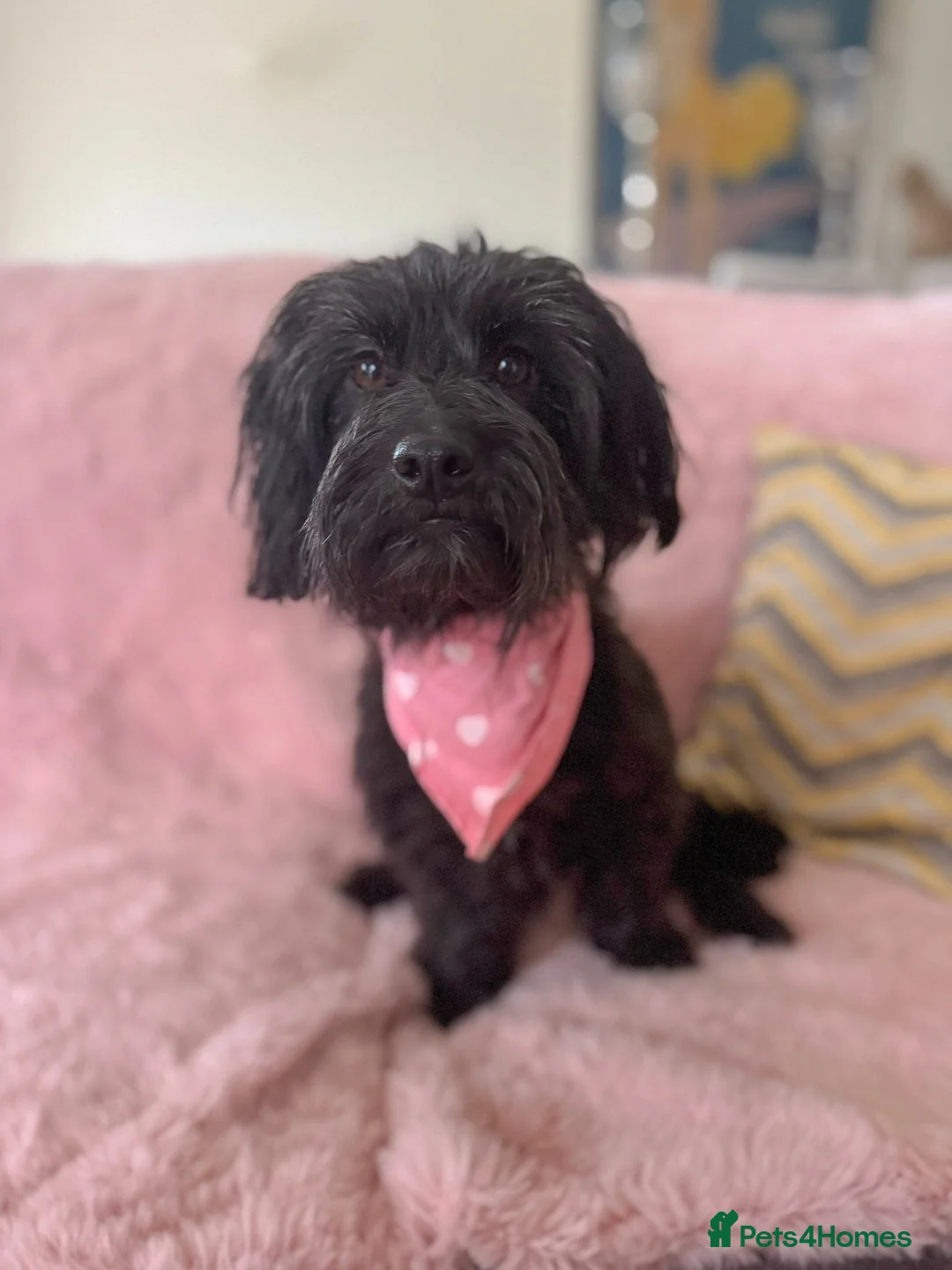 Mixed Breed dogs for adoption: Heavenly Heidi - Advert 1