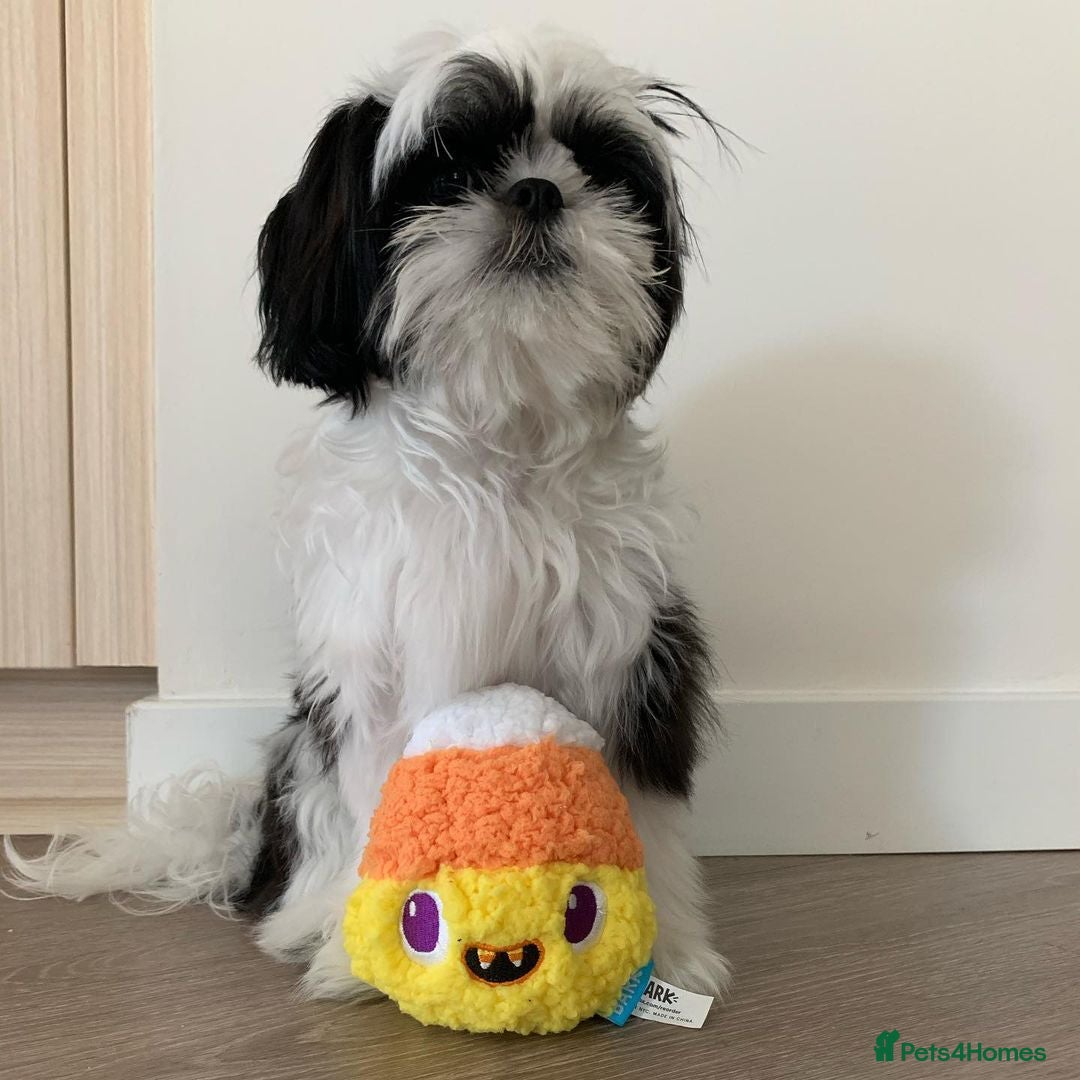 Shih Tzu dogs for sale: Shih Tzu for Rehome - Image 2